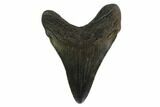 Serrated, Juvenile Megalodon Tooth - Georgia #159739-1